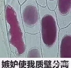 gucci包包带子是纸做的一折就断?网友评论亮瞎了