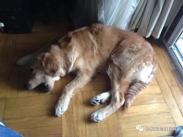 网友在高速路上救下一只受伤的金毛 结果却逼得女友离家出走!