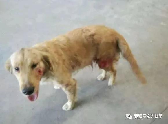 网友在高速路上救下一只受伤的金毛 结果却逼得女友离家出走!