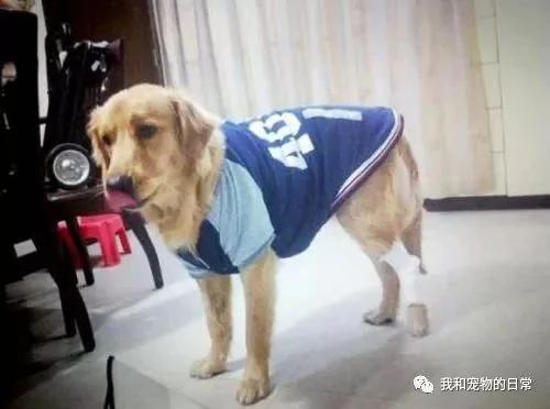 网友在高速路上救下一只受伤的金毛 结果却逼得女友离家出走!