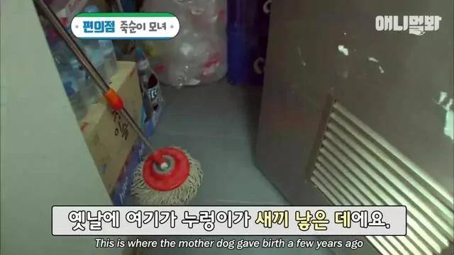 怀孕狗夫妻每天跑一公里去便利店 却不是为了讨吃的!