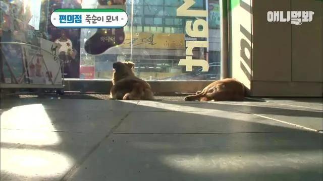 怀孕狗夫妻每天跑一公里去便利店 却不是为了讨吃的!