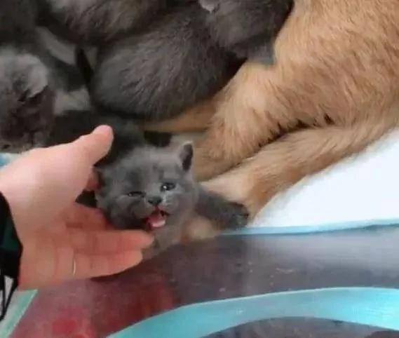 加菲猫怀孕生了一窝 主人看了一眼说:小猫不要了!