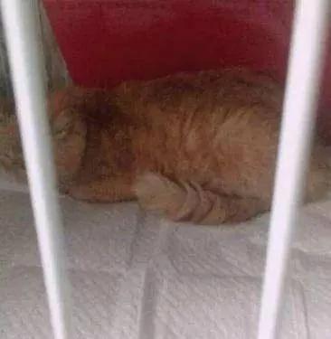 加菲猫怀孕生了一窝 主人看了一眼说:小猫不要了!