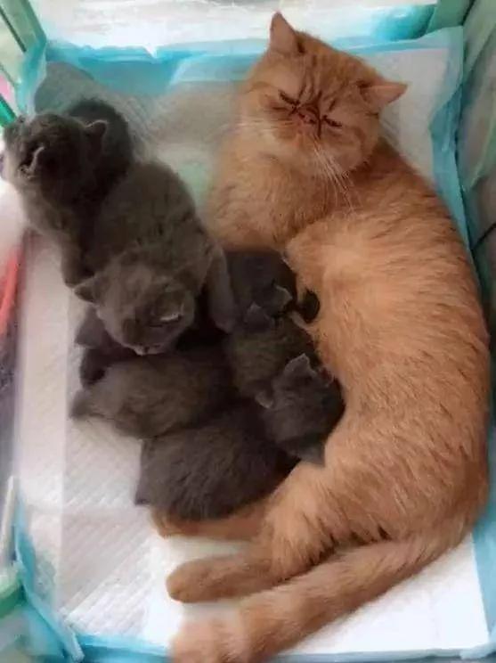 加菲猫怀孕生了一窝 主人看了一眼说:小猫不要了!