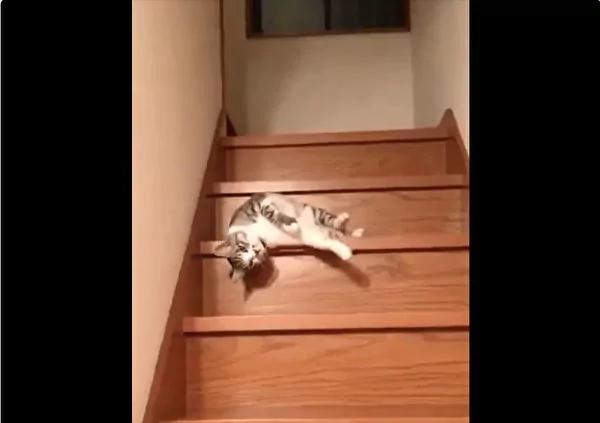 超萌! “喵星人”懒走路 花式下楼法 看傻主人!