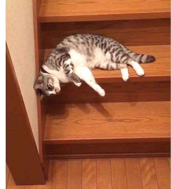 超萌! “喵星人”懒走路 花式下楼法 看傻主人!