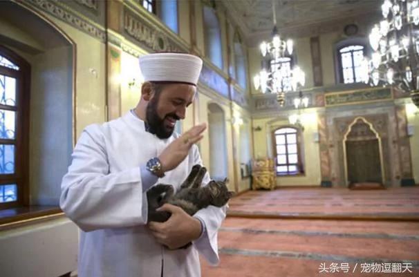 自从长老收养了流浪猫 清真寺的教徒都变成了这样!