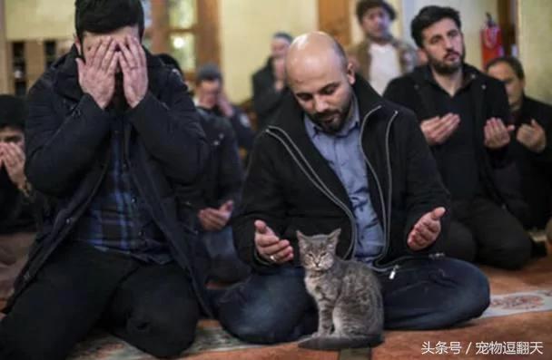 自从长老收养了流浪猫 清真寺的教徒都变成了这样!