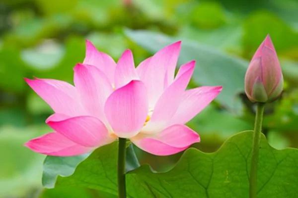 现代病为何难治?古人养生: 避免风寒邪气 欲望少 真气神达到最佳状态 何病之有