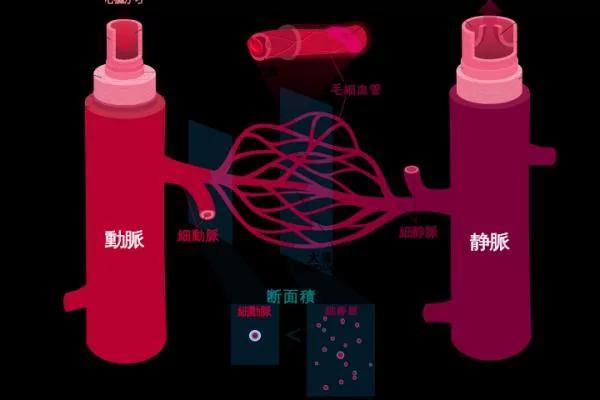 血管老化:动脉破损、积污垢!手指运动让血管回春