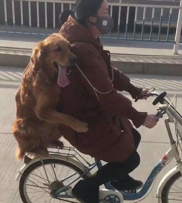 女孩骑单车带金毛兜风 狗狗坐着抱着 超开心!