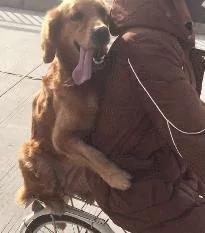女孩骑单车带金毛兜风 狗狗坐着抱着 超开心!