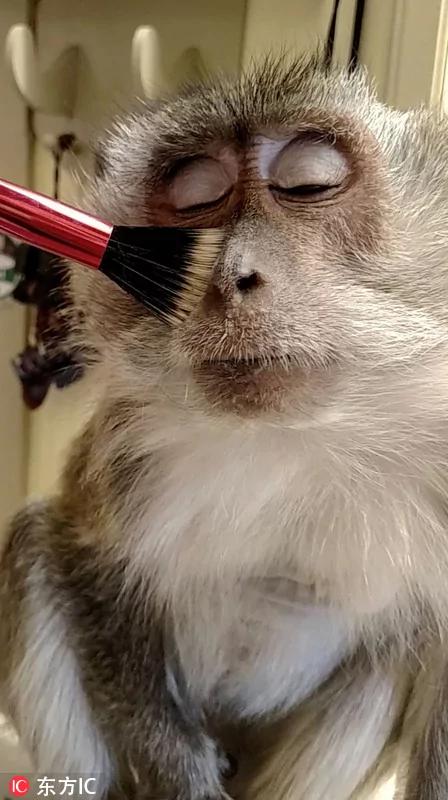 戏精年年有!动物界戏精 难得一见的镜头!