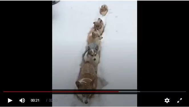 雪停了 柯基犬排队出去玩 最后那只表现太可爱了!