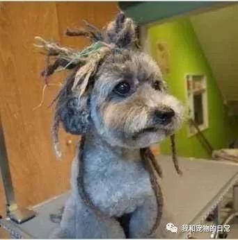 网友带泰迪去宠物店做头发 结果回家照镜子后 吓到它离家出走!