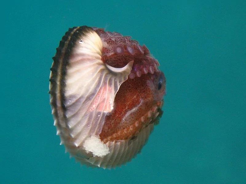 看呆!世上最牛动物3个心脏9个大脑
