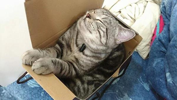 破坏王!猫咪将网友设计作业尽毁 却带来意外惊喜!