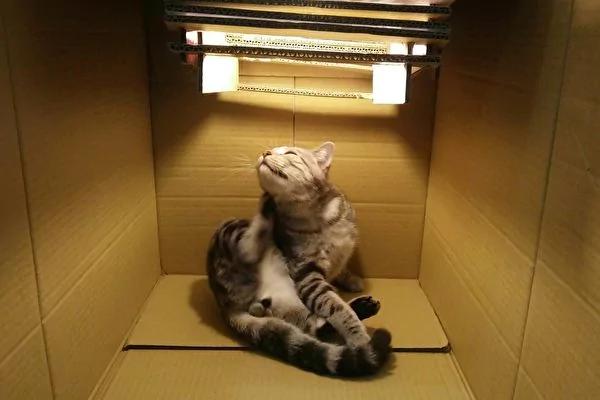 破坏王!猫咪将网友设计作业尽毁 却带来意外惊喜!