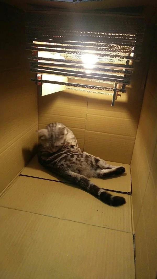 破坏王!猫咪将网友设计作业尽毁 却带来意外惊喜!