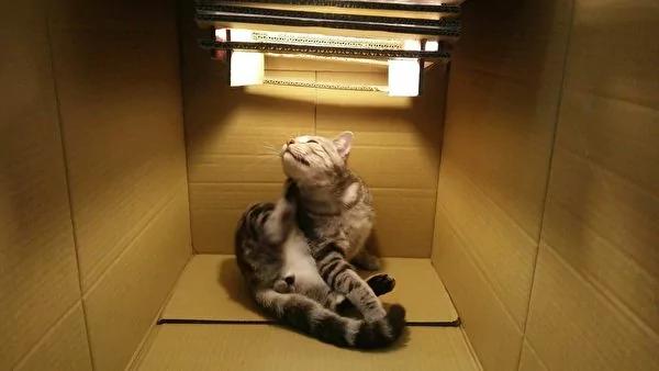 破坏王!猫咪将网友设计作业尽毁 却带来意外惊喜!