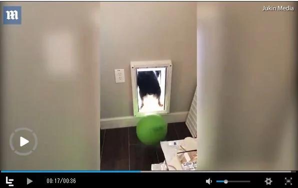 狗狗尝试把大球推出狗门 蠢萌模样逗乐网友!