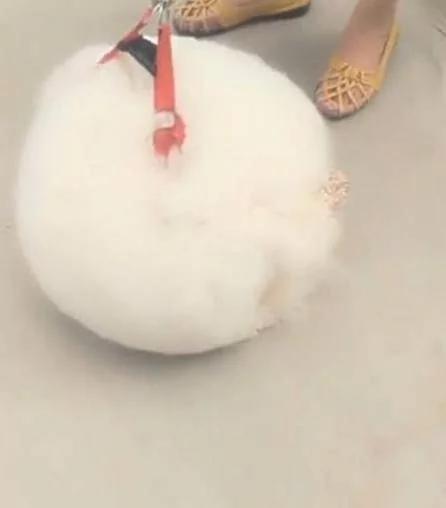铲屎官每次出门遛狗 都会遭到路人的围观 被指指点点!晒出狗狗照片 网友笑喷!