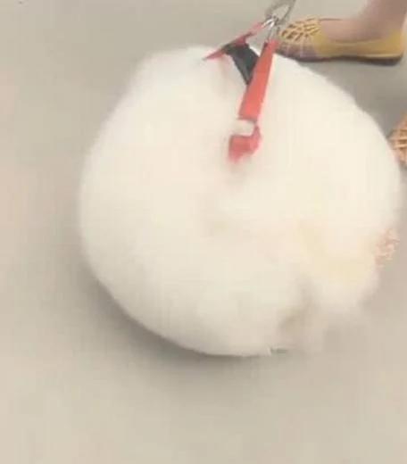 铲屎官每次出门遛狗 都会遭到路人的围观 被指指点点!晒出狗狗照片 网友笑喷!