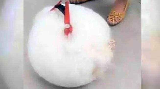 铲屎官每次出门遛狗 都会遭到路人的围观 被指指点点!晒出狗狗照片 网友笑喷!
