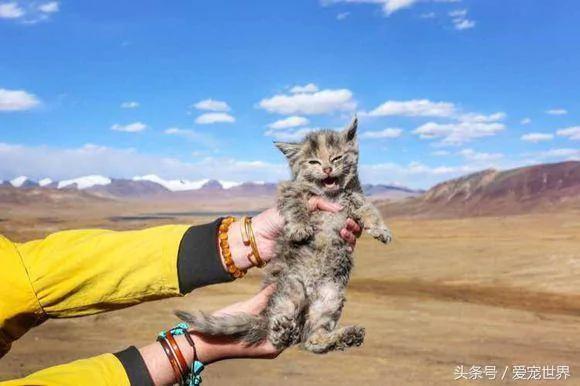 去西藏旅行在海拔5000米高原捡到一只猫!兽医看过后…给了令他们超开心的答案!!