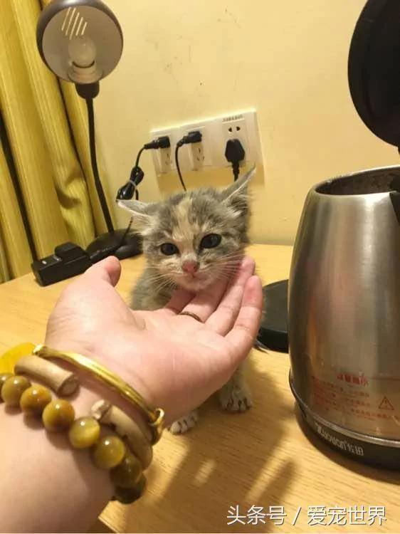 去西藏旅行在海拔5000米高原捡到一只猫!兽医看过后…给了令他们超开心的答案!!