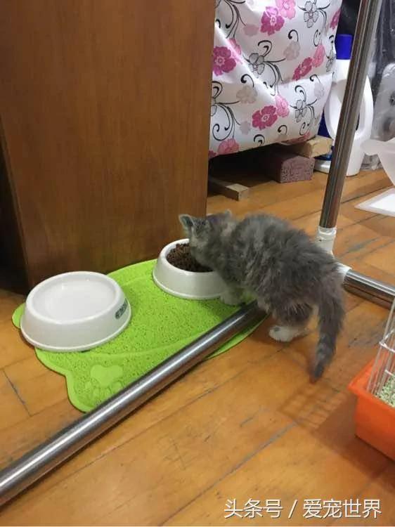 去西藏旅行在海拔5000米高原捡到一只猫!兽医看过后…给了令他们超开心的答案!!