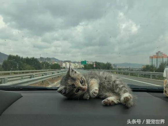 去西藏旅行在海拔5000米高原捡到一只猫!兽医看过后…给了令他们超开心的答案!!