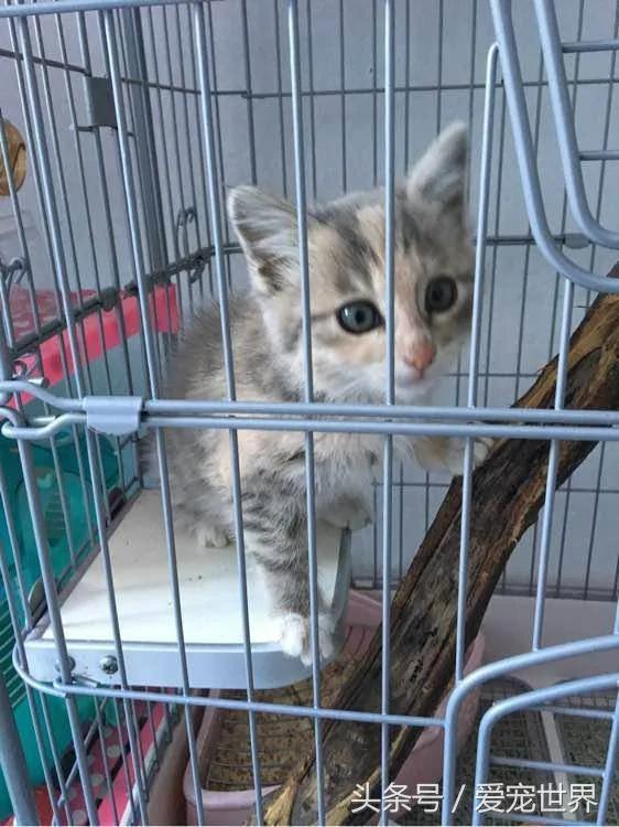 去西藏旅行在海拔5000米高原捡到一只猫!兽医看过后…给了令他们超开心的答案!!