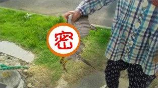 超霸气奶奶“徒手抓猛兽”