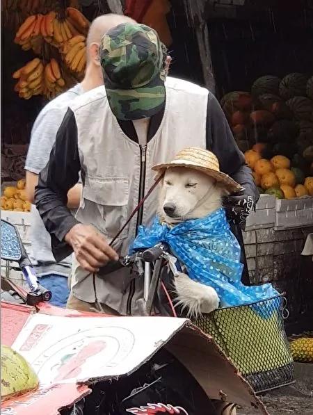 相依为命 爷爷自己淋着雨 却急帮狗狗穿戴雨衣帽!