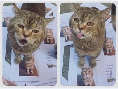 主人印传单寻找走失爱猫 它竟意外现身 “冷漠脸”笑翻网友!