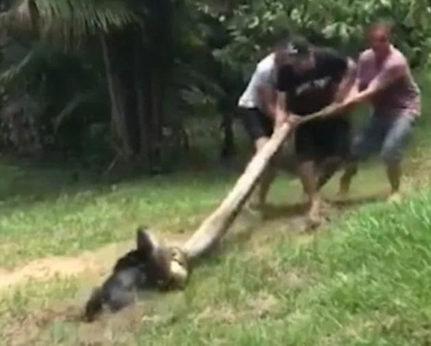 巴西小狗遭巨蟒死死缠住 村民合力营救终脱险!