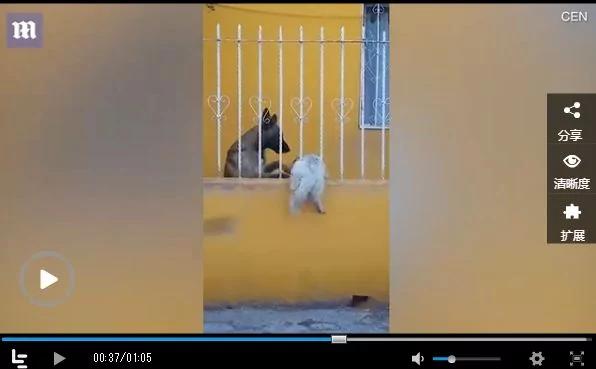 暖心一幕:小白狗被卡栏杆 德牧出“爪”相救!