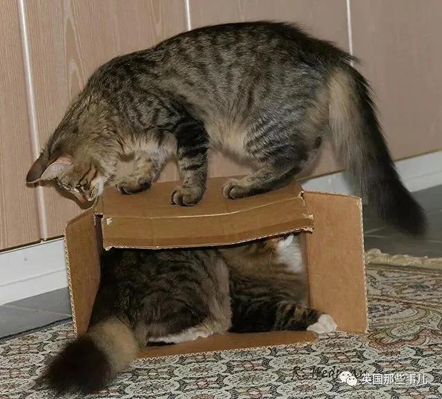 气场非凡的霸王猫 方圆几公里没人敢惹啊!