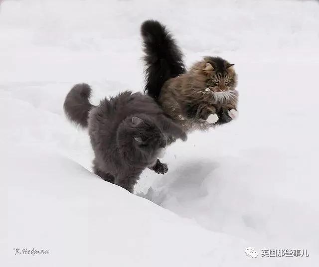 气场非凡的霸王猫 方圆几公里没人敢惹啊!