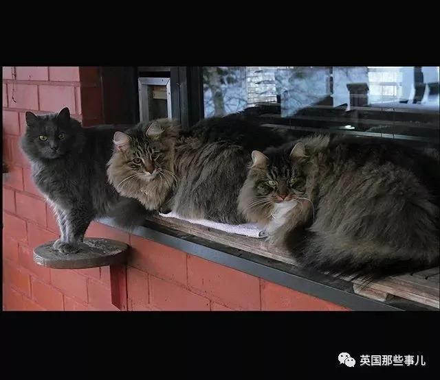 气场非凡的霸王猫 方圆几公里没人敢惹啊!