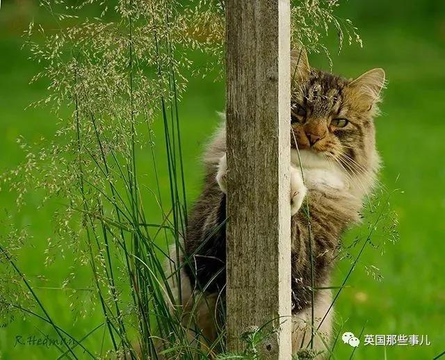 气场非凡的霸王猫 方圆几公里没人敢惹啊!