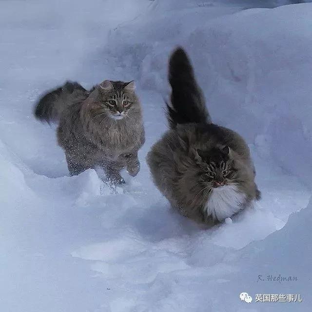 气场非凡的霸王猫 方圆几公里没人敢惹啊!