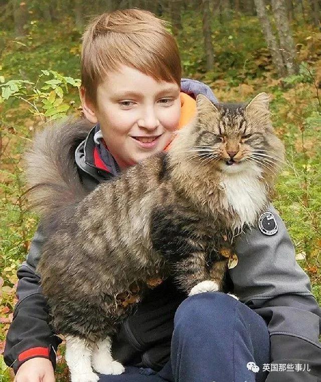 气场非凡的霸王猫 方圆几公里没人敢惹啊!