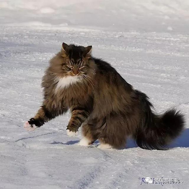 气场非凡的霸王猫 方圆几公里没人敢惹啊!