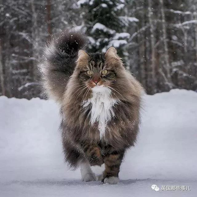 气场非凡的霸王猫 方圆几公里没人敢惹啊!