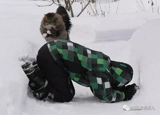 气场非凡的霸王猫 方圆几公里没人敢惹啊!