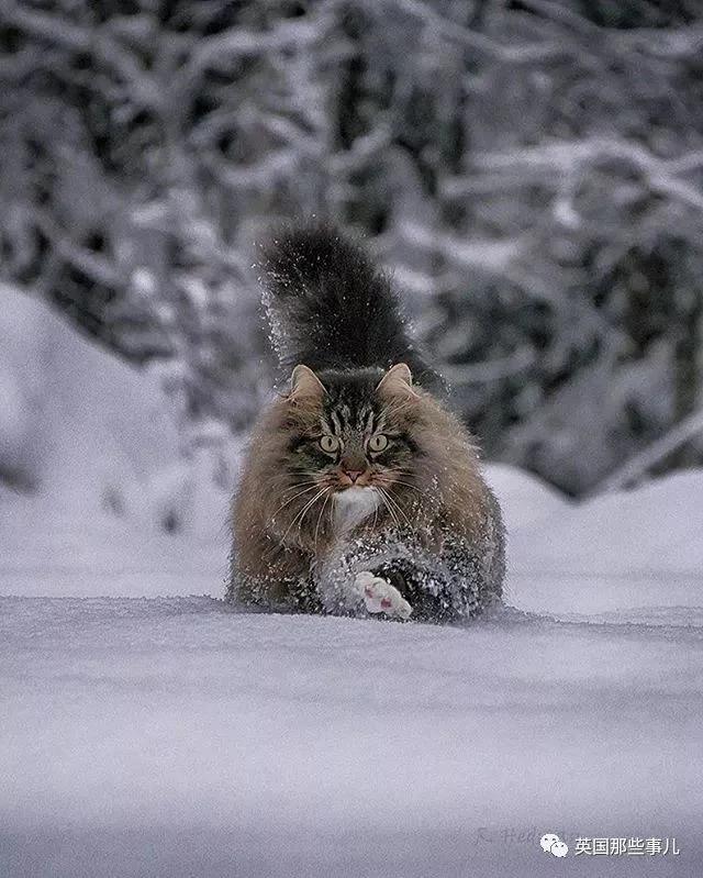 气场非凡的霸王猫 方圆几公里没人敢惹啊!