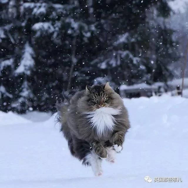 气场非凡的霸王猫 方圆几公里没人敢惹啊!
